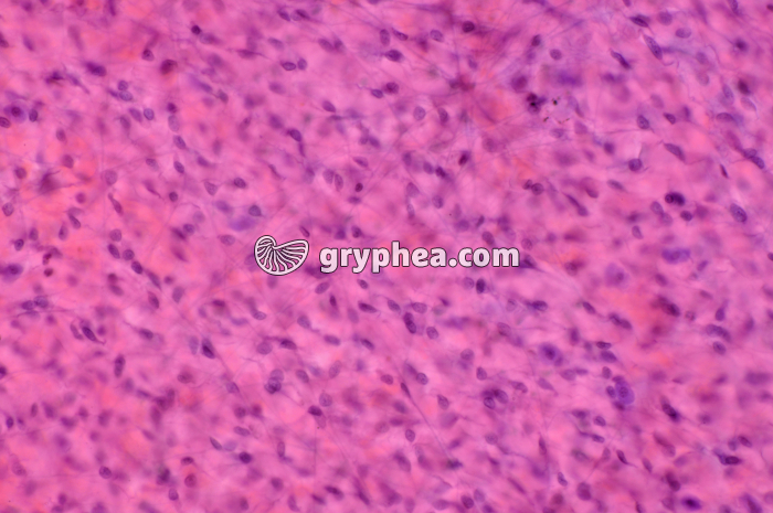 Mésentère x100 - gryphea.org